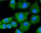 Janus Kinase 2 antibody, NBP2-67430, Novus Biologicals, Immunocytochemistry image 