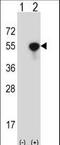 Cytoplasmic protein NCK1 antibody, LS-C164773, Lifespan Biosciences, Western Blot image 