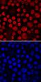 MAF BZIP Transcription Factor antibody, MAB8227, R&D Systems, Immunocytochemistry image 