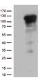 Nuclear Factor Kappa B Subunit 1 antibody, LS-C798957, Lifespan Biosciences, Western Blot image 