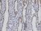 N-Acetylneuraminate Synthase antibody, GTX105223, GeneTex, Immunohistochemistry paraffin image 