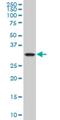 Crystallin Mu antibody, H00001428-M09, Novus Biologicals, Western Blot image 