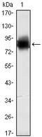 Kelch Like Family Member 21 antibody, A12797, Boster Biological Technology, Western Blot image 