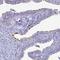 Coiled-Coil Domain Containing 73 antibody, HPA042995, Atlas Antibodies, Immunohistochemistry paraffin image 