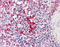 Talin 1 antibody, 51-521, ProSci, Immunohistochemistry paraffin image 