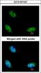 NOP2/Sun RNA Methyltransferase 6 antibody, GTX107157, GeneTex, Immunofluorescence image 