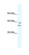 G Protein-Coupled Receptor Class C Group 6 Member A antibody, orb385435, Biorbyt, Western Blot image 