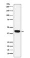 Biglycan antibody, M02090, Boster Biological Technology, Western Blot image 