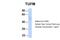 Tu Translation Elongation Factor, Mitochondrial antibody, 27-185, ProSci, Western Blot image 