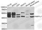 Nucleosome Assembly Protein 1 Like 1 antibody, A2769, ABclonal Technology, Western Blot image 