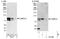 L3MBTL Histone Methyl-Lysine Binding Protein 2 antibody, NBP1-49964, Novus Biologicals, Western Blot image 