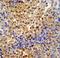 Pre-MRNA Processing Factor 38A antibody, LS-C162107, Lifespan Biosciences, Immunohistochemistry paraffin image 