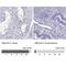 Glutamine Rich 2 antibody, NBP2-56731, Novus Biologicals, Immunohistochemistry paraffin image 