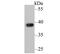 Apurinic/Apyrimidinic Endodeoxyribonuclease 1 antibody, NBP2-76930, Novus Biologicals, Western Blot image 
