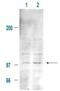 MDM2 Proto-Oncogene antibody, PA1-31438, Invitrogen Antibodies, Western Blot image 