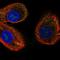 ATP Binding Cassette Subfamily A Member 12 antibody, HPA078239, Atlas Antibodies, Immunofluorescence image 