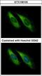 Unc-13 Homolog D antibody, LS-C185948, Lifespan Biosciences, Immunocytochemistry image 