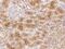Tetraspanin 5 antibody, 207274-T08, Sino Biological, Immunohistochemistry frozen image 