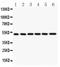 Nuclear Factor Kappa B Subunit 1 antibody, LS-C344015, Lifespan Biosciences, Western Blot image 
