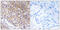 Trafficking Protein Particle Complex 1 antibody, GTX87057, GeneTex, Immunohistochemistry paraffin image 