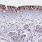 Von Willebrand Factor C Domain Containing 2 antibody, PA5-63097, Invitrogen Antibodies, Immunohistochemistry frozen image 