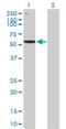 Exonuclease 3'-5' Domain Containing 2 antibody, H00055218-B01P, Novus Biologicals, Western Blot image 