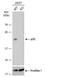 Prostaglandin E Synthase 3 antibody, NBP2-19998, Novus Biologicals, Western Blot image 