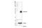 mNeonGreen-Tag antibody, 53061S, Cell Signaling Technology, Western Blot image 