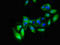 Activated Leukocyte Cell Adhesion Molecule antibody, LS-C677111, Lifespan Biosciences, Immunofluorescence image 