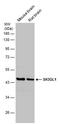 SH3 Domain Containing GRB2 Like 1, Endophilin A2 antibody, PA5-78165, Invitrogen Antibodies, Western Blot image 