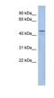 Mitochondrial Elongation Factor 1 antibody, NBP1-59480, Novus Biologicals, Western Blot image 