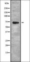 Polyamine Oxidase antibody, orb338532, Biorbyt, Western Blot image 