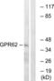 G Protein-Coupled Receptor 62 antibody, LS-C120721, Lifespan Biosciences, Western Blot image 