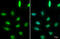 Tumor Protein P53 Binding Protein 1 antibody, GTX635479, GeneTex, Immunofluorescence image 