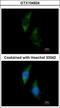 Phenylalanyl-TRNA Synthetase Subunit Alpha antibody, GTX104924, GeneTex, Immunofluorescence image 