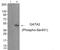 GATA Binding Protein 2 antibody, GTX55317, GeneTex, Western Blot image 