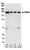 Proteasome Activator Subunit 4 antibody, NBP2-22236, Novus Biologicals, Western Blot image 