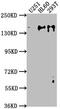 Activity Dependent Neuroprotector Homeobox antibody, CSB-PA887964HA01HU, Cusabio, Western Blot image 