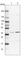 ADP-Ribosylhydrolase Like 2 antibody, HPA027104, Atlas Antibodies, Western Blot image 