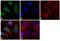 Proteasome Subunit Alpha 5 antibody, PA1-1962, Invitrogen Antibodies, Immunofluorescence image 