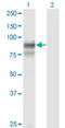 Protocadherin Gamma Subfamily B, 2 antibody, H00056103-M02, Novus Biologicals, Western Blot image 