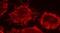 Inner Membrane Mitochondrial Protein antibody, PA1-16918, Invitrogen Antibodies, Immunofluorescence image 