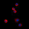 Insulin Like Growth Factor 1 Receptor antibody, LS-C354275, Lifespan Biosciences, Immunofluorescence image 