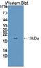 Protein LDOC1 antibody, LS-C374556, Lifespan Biosciences, Western Blot image 