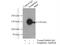 Symplekin antibody, 11519-1-AP, Proteintech Group, Immunoprecipitation image 