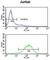 Complement C1q B Chain antibody, abx034146, Abbexa, Western Blot image 