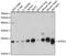 ATP Synthase Peripheral Stalk Subunit OSCP antibody, 23-401, ProSci, Western Blot image 