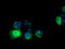 RASD Family Member 2 antibody, M06806-1, Boster Biological Technology, Immunofluorescence image 