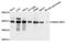 EBNA1 Binding Protein 2 antibody, A9153, ABclonal Technology, Western Blot image 