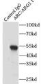 Activity Regulated Cytoskeleton Associated Protein antibody, FNab00524, FineTest, Immunoprecipitation image 